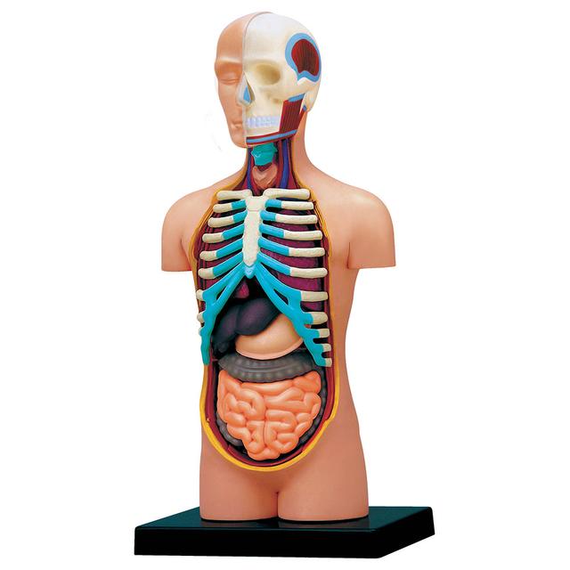 Chap Mei - 4D Human Anatomy Small Torso - Beige